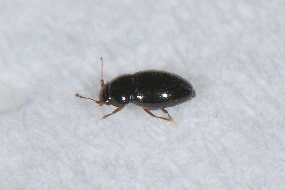 Ptiliidae: Ptenidium sp. (cf.)